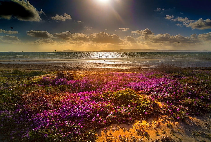 pink flower field near sea, beach, flowers, clouds, sea, sun rays, sand, nature, landscape, magenta, yellow, blue, green, coast, HD wallpaper
