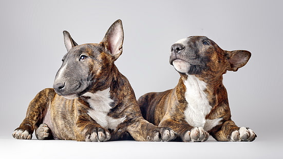 chien, Bull Terrier, Fond d'écran HD HD wallpaper
