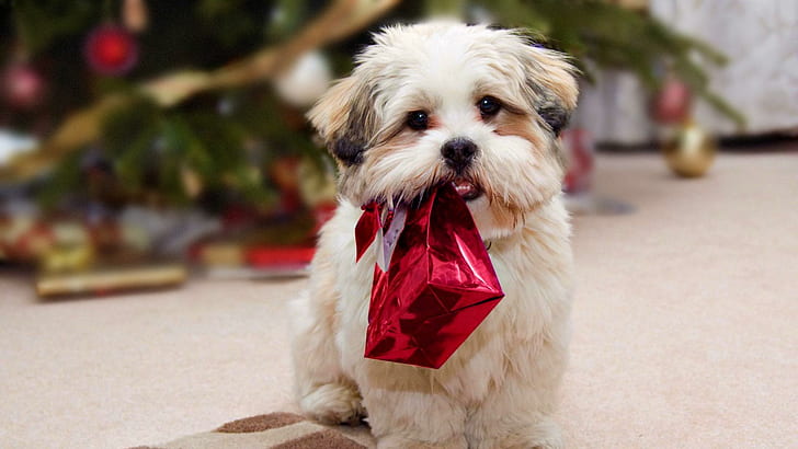 Puppy Bearing A Gift, dogs, cute, puppies, christmas, animals, HD wallpaper
