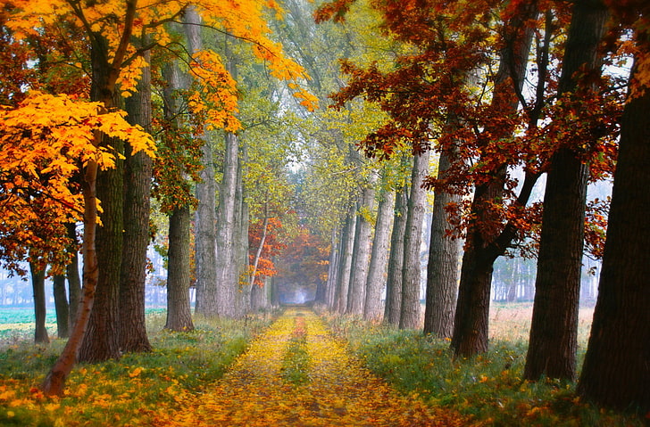 декорации деревьев, осень, листья, деревья, дорога, HD обои