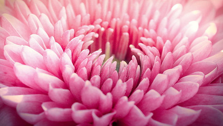 hermosa flor rosada de la dalia, Fondo de pantalla HD
