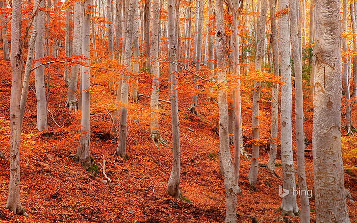 autumn, leaves, trees, slope, Spain, aspen, Zaragoza, the natural Park of the Dehesa de Moncayo, HD wallpaper