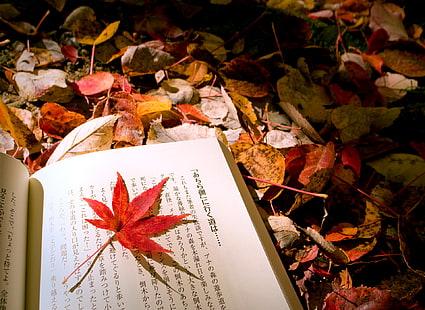 daun maple merah, musim gugur, makro, lembar, dedaunan, campuran, buku, Jepang, Wallpaper HD HD wallpaper