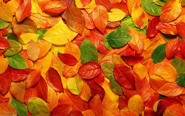 Есенни листа фон, червено оранжево жълти и зелени листа, есен, природа, листа, фон, HD тапет