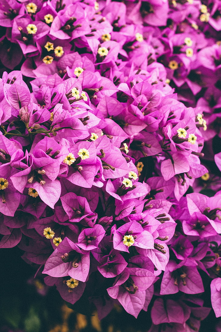 purple flowering plant, flowers, purple, garden, petals, HD wallpaper