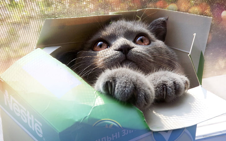 short-coated gray kitten, kitten, cat, box, cool cat, funny cat, funny, HD wallpaper