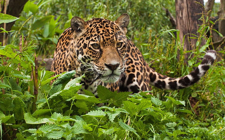 Jaguar, животно, леопард, растения, природа, ягуар, животно, леопард, растения, природа, HD тапет