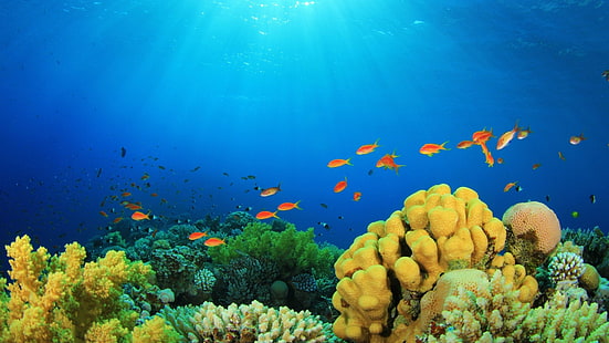 fiskar, fiskar, hav, rev, hav, tropiska, under vattnet, HD tapet HD wallpaper