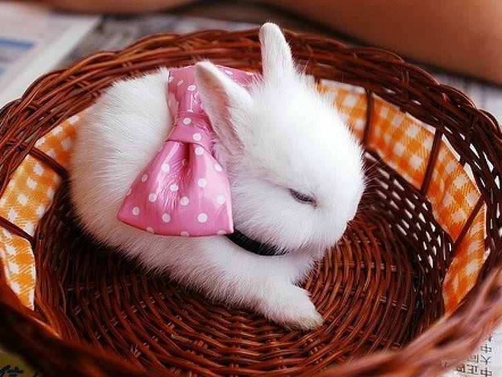 White bunny with a pink bow, white, pink, bunny, cute, basket, HD wallpaper