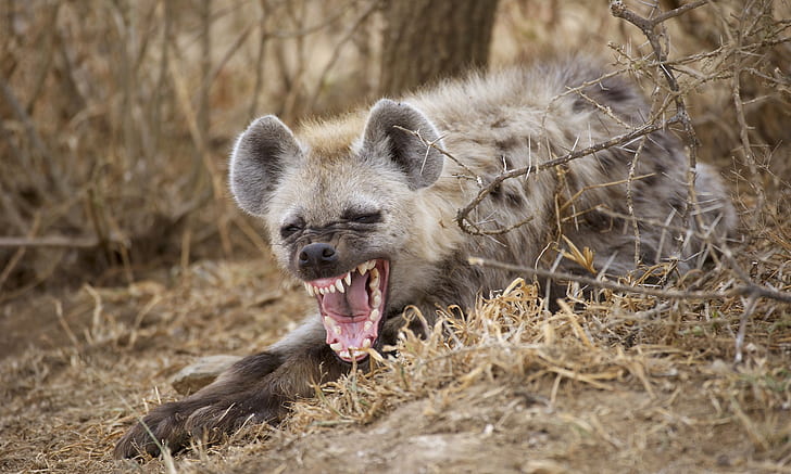 Mund, Hyäne, Gähnen, HD-Hintergrundbild
