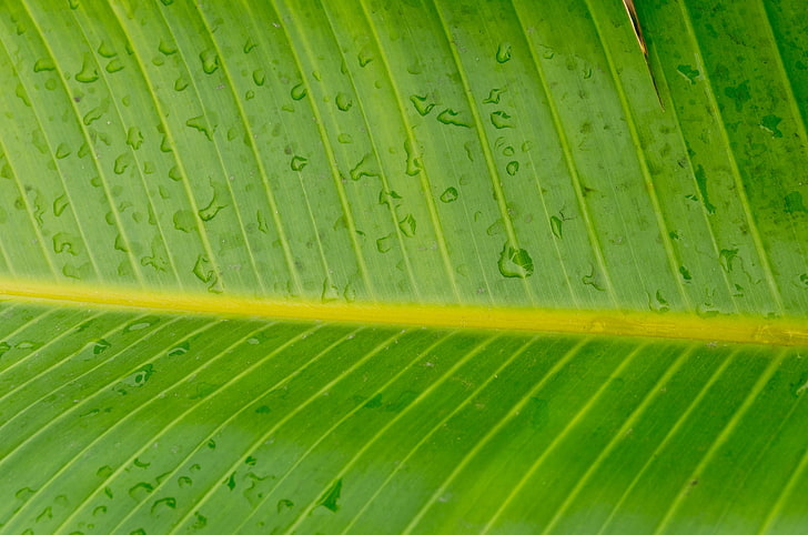 banana leaf amazing pictures, HD wallpaper