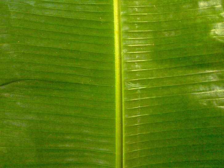 banana leaf  images pictures, HD wallpaper
