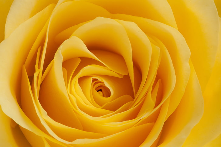 Yellow rose flower wallpaper HD wallpapers free download | Wallpaperbetter