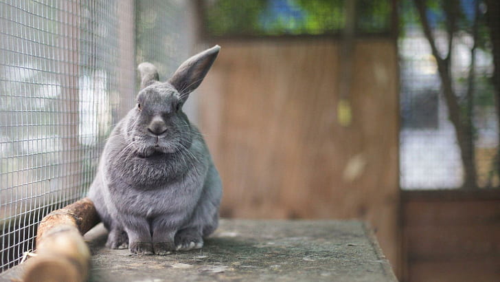 Szary królik, szary królik, zwierzęta, 1920 x 1080, królik, Tapety HD