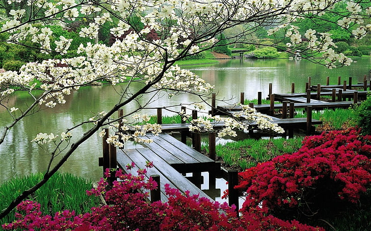 japanese garden-Natural landscape widescreen wallp.., red and white petaled flowers, HD wallpaper