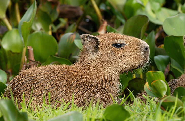 Capybara Venezuela, brown capybara, Animals, Wild, Capybara, Venezuela, HD wallpaper