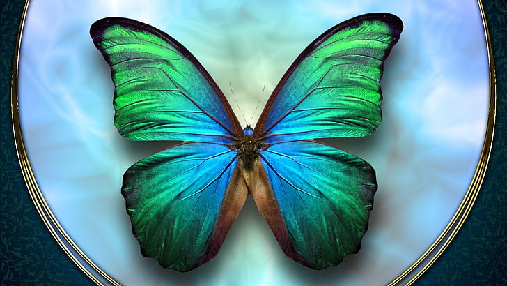 бабочка, крылья, чирок, HD обои