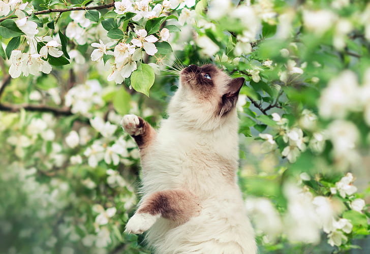 แมว, แมว, สัตว์, ตาสีฟ้า, ดอกไม้, แมวหิมาลัย, วอลล์เปเปอร์ HD