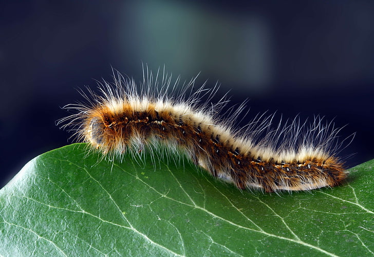 caterpillar, close up, hairy, insect, macro, worm, HD wallpaper