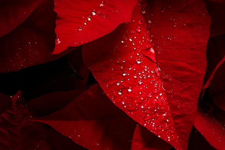 woda, kropla wody, liście, czerwony, fotografia, czerwony liść, woda, kropla wody, liście, czerwony, Tapety HD