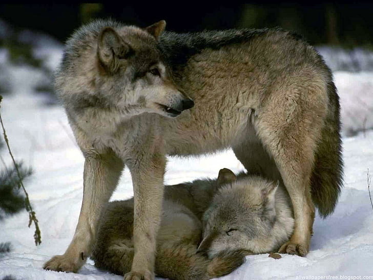 늑대 두 마리, 검은 색 늑대, 눈, 늑대, 육식 동물, 겨울, 동물, HD 배경 화면