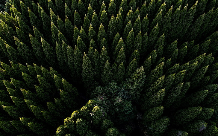 pine trees, aerial view, green, nature, trees, forest, HD wallpaper
