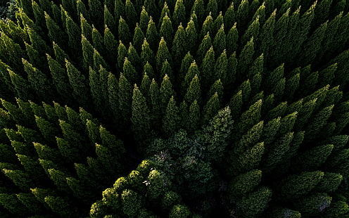 сосны, вид сверху, зеленые, природа, деревья, лес, HD обои HD wallpaper
