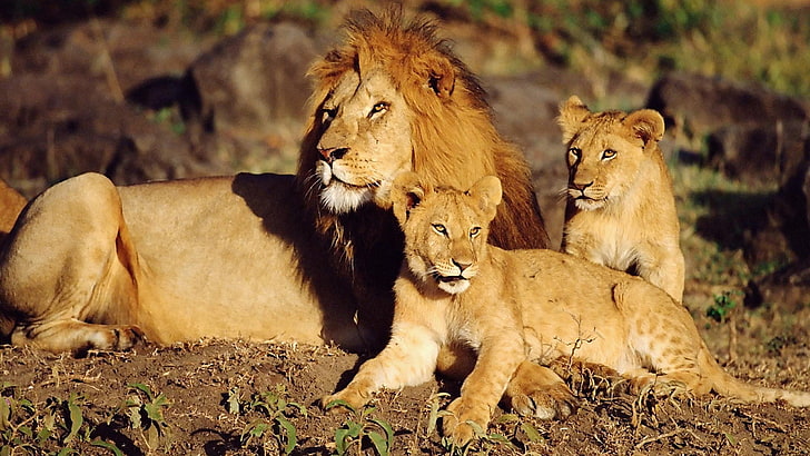lion with cubs, HD wallpaper
