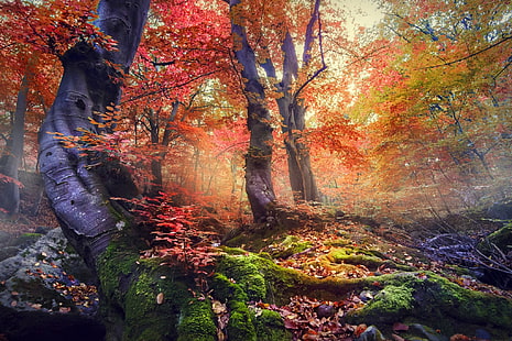 árboles de hojas rojas y verdes, árboles de hojas rojas y naranjas, naturaleza, paisaje, bosque, niebla, otoño, colorido, árboles, musgo, hojas, Fondo de pantalla HD HD wallpaper