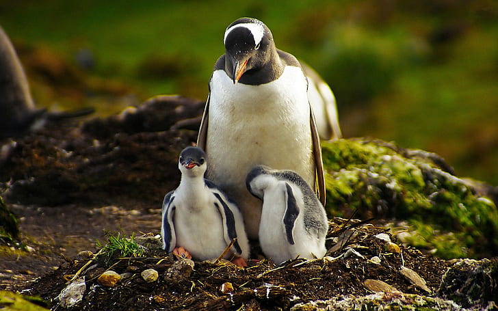 Pinguim, mãe, e, bebê pinguim, pinguim, mãe, bebê, HD papel de parede