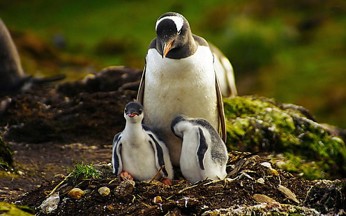 Pinguim, mãe, e, bebê pinguim, pinguim, mãe, bebê, HD papel de parede HD wallpaper