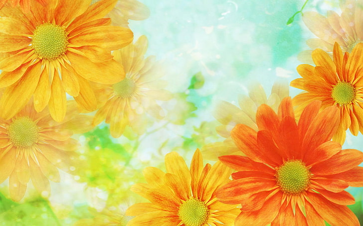 bunga, oranye, kuning, closeup, Wallpaper HD