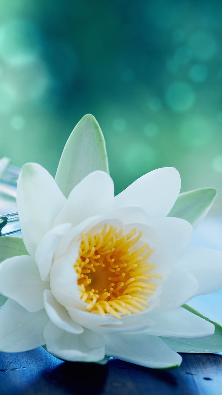 Fiore di loto bianco, floewr petalo bianco, natura, fiori, bianco, loto, Sfondo HD, sfondo telefono