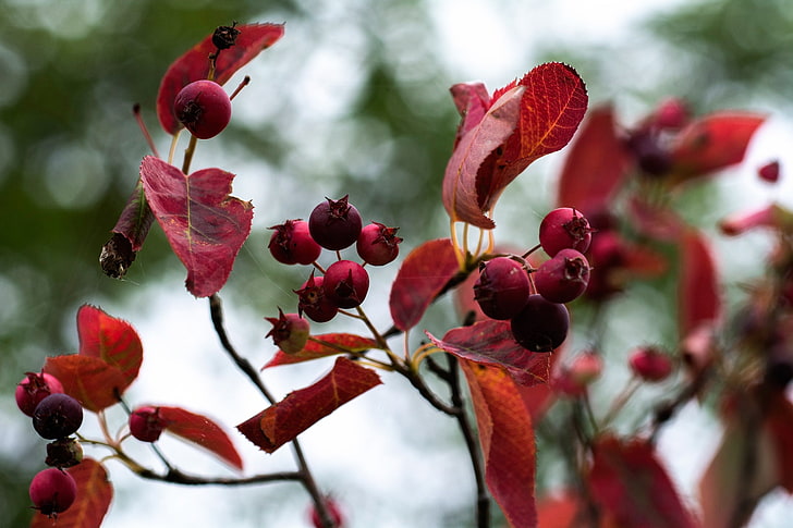 Pflanzen, rot, Blätter, HD-Hintergrundbild