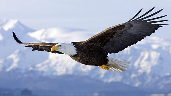 águia americana voando, animais, águia americana, pássaros, HD papel de parede HD wallpaper