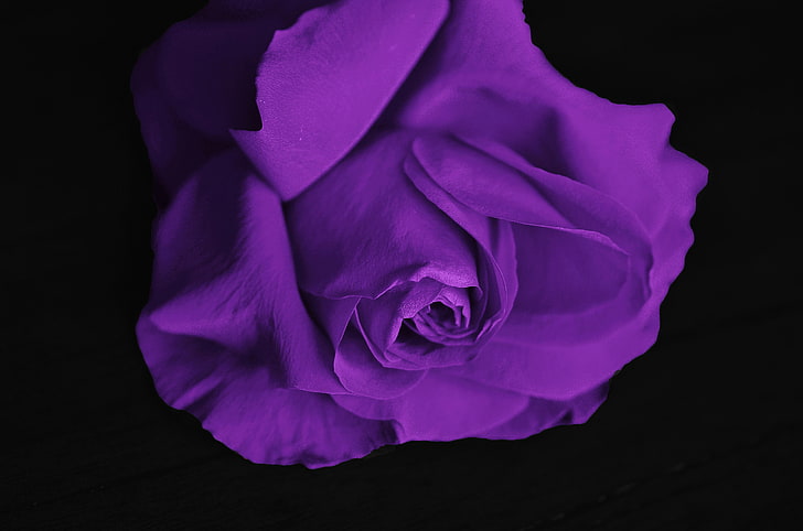 purple rose flower, rose, bud, petals, purple, HD wallpaper