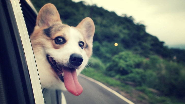 الكبار ثلاثي الألوان بيمبروك الويلزية فصيل كورجي ، كلب ، كمامة ، صندوق ، سيارة، خلفية HD