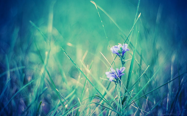 лилаво олющено цвете, филтър, природа, цветя, растения, HD тапет