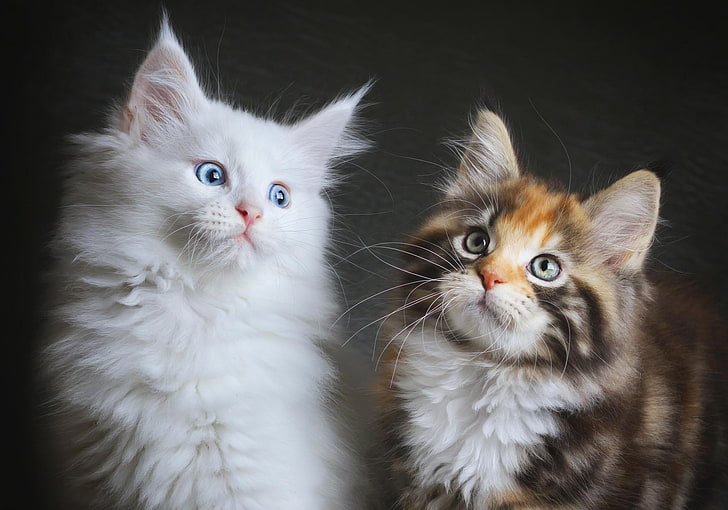 แมวขนสั้นสีขาวและน้ำตาล, แมว, ลูกแมว, ขนปุย, สองตัว, เมนคูน, วอลล์เปเปอร์ HD