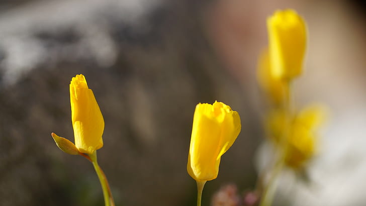 désert, coquelicots, fleurs, fleur jaune, fleurs jaunes, Fond d'écran HD