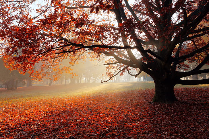 Foliage, Autumn park, 4K, Foggy, HD wallpaper