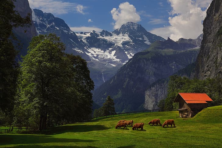 summer, grass, trees, mountains, Alps, barn, cows, HD wallpaper