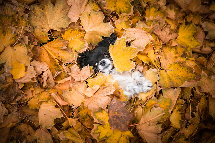autumn, look, leaves, nature, background, foliage, legs, dog, yellow, puppy, lies, face, baby, maple, Peeps, the pile of leaves, Papillon, burrowed, HD wallpaper