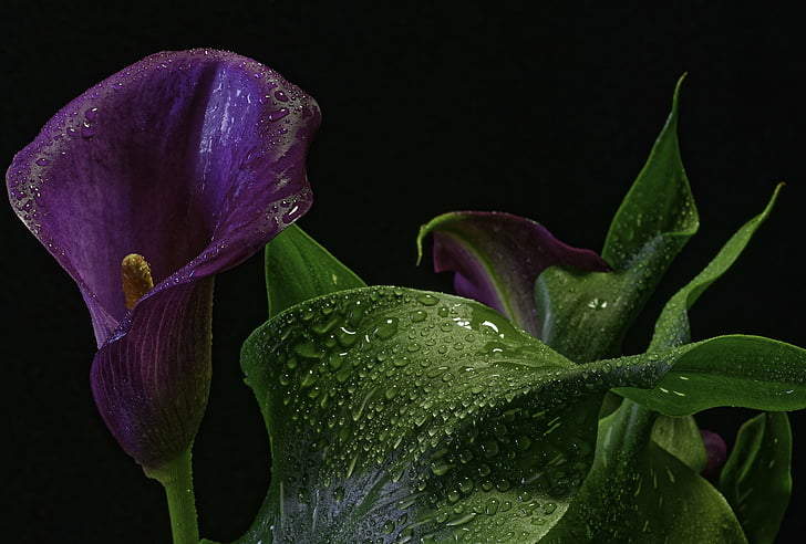 Flores, lirio de agua, primer plano, flor, naturaleza, flor púrpura, gota de agua, Fondo de pantalla HD