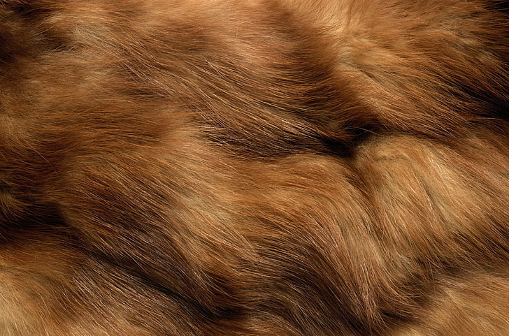 texture, fur, animal texture, background desktop, HD wallpaper
