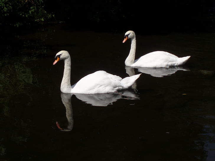 dois cisnes brancos no corpo de água, lado a lado, cisnes brancos, corpo de água, natureza, cygne, oiseau, pássaro, cisne, animal, lago, água, animais selvagens, branco, lagoa, HD papel de parede