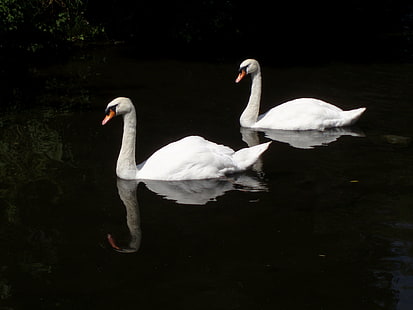 dois cisnes brancos no corpo de água, lado a lado, cisnes brancos, corpo de água, natureza, cygne, oiseau, pássaro, cisne, animal, lago, água, animais selvagens, branco, lagoa, HD papel de parede HD wallpaper