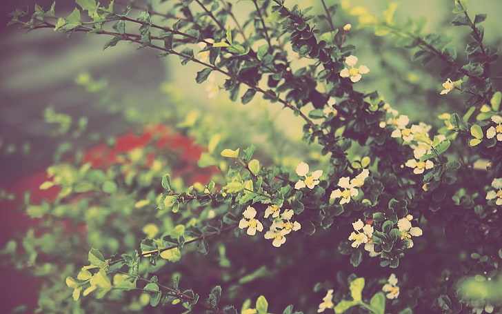 kwiaty, zamazane, Tapety HD
