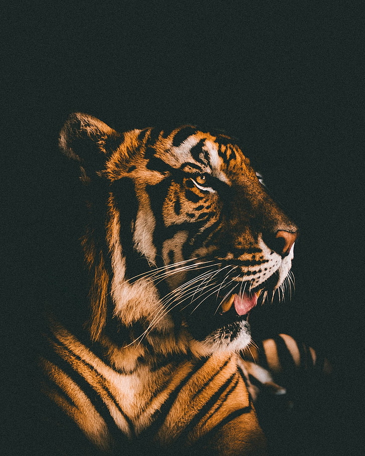 brown and black tiger, tiger, muzzle, predator, view, dark background, HD wallpaper