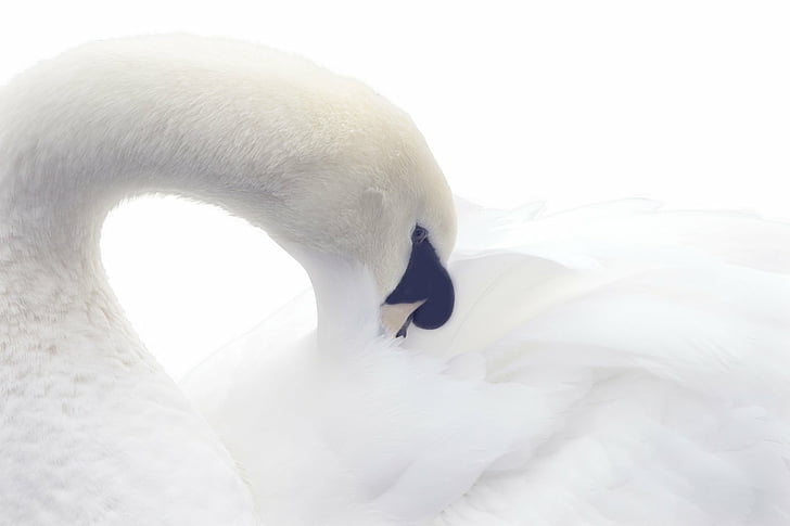 Birds, Bird, Close-Up, Mute Swan, Swan, HD wallpaper
